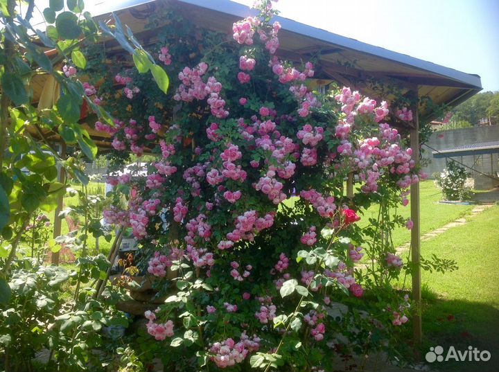 Саженцы роз