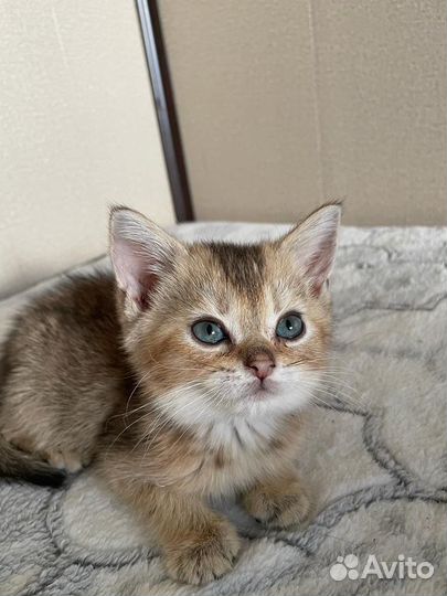 Британские котята