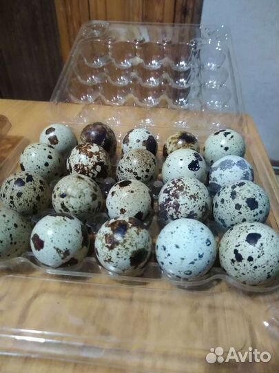 Инкубационное яйцо