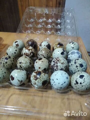 Инкубационное яйцо