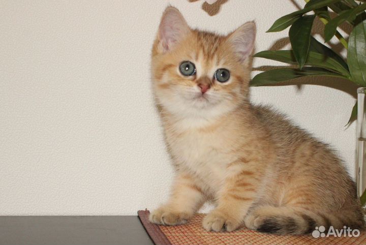 Британская золотая девочка