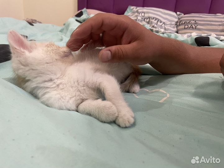 Котенок в дар