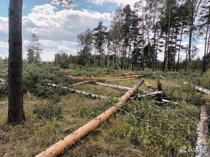 Расчистка участка спил деревьев