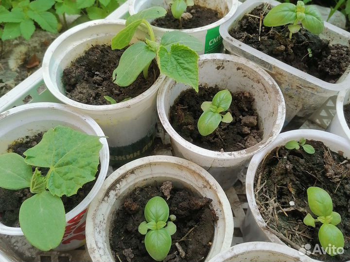 Рассада базилика