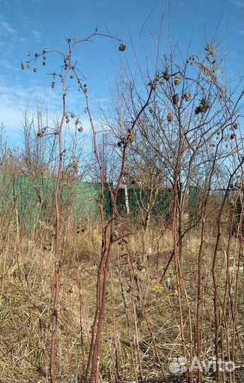 Саженцы малины ремонтантной лучшие сорта