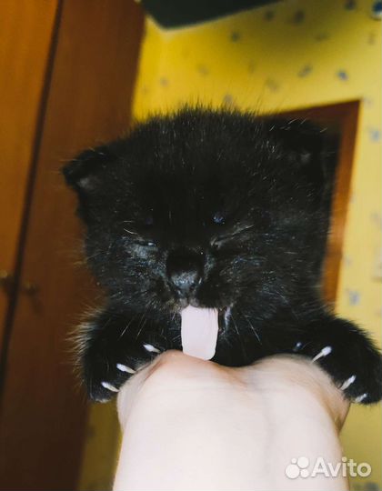 Шотландский котенок