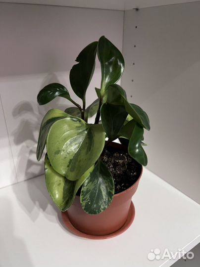 Переромия вариегатная