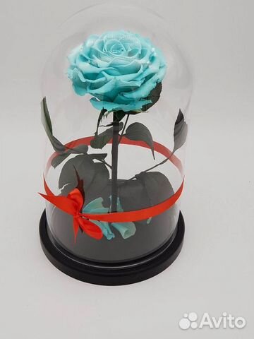 Роза в колбе. Новая