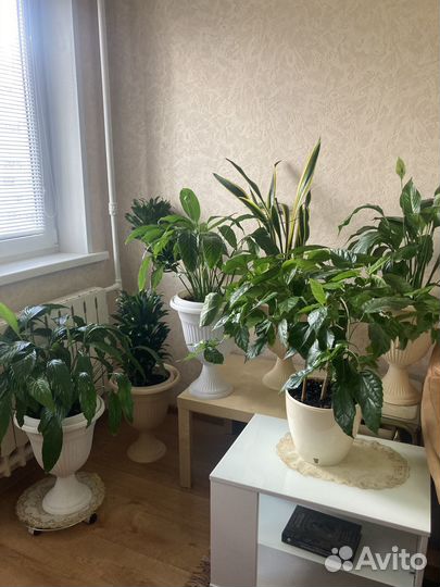 Цветы домашние в горшках