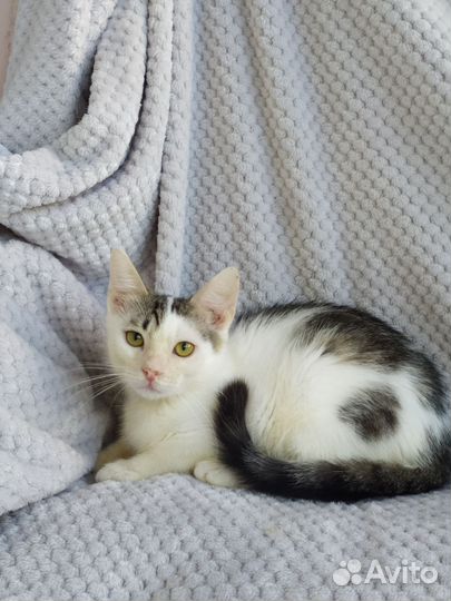 Котёнок мальчик в добрые руки