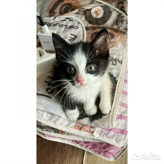 Котенок мальчик 1 месяц