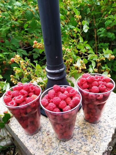 Малина: саженцы