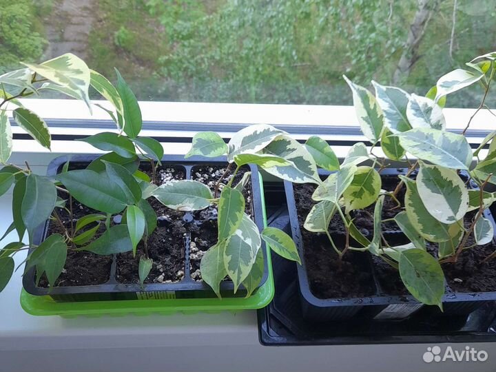 Сортовые фикусы Бенджамина,Голден Кинг, Даниель