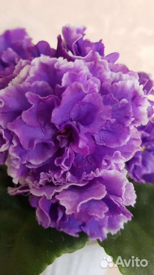 Фиалка ват Праздничный наряд пуговки, спорт