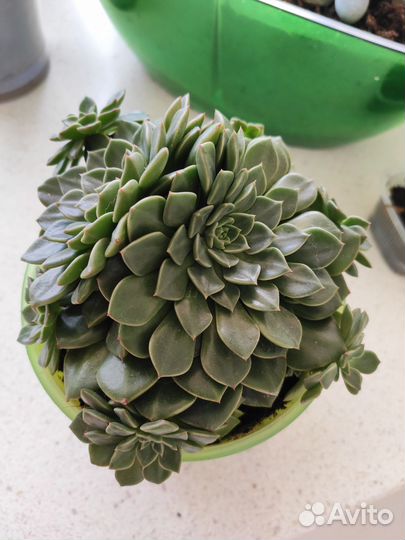 Суккуленты, эхеверии, граптоверии