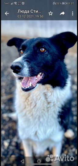 Собака в добрые руки отдам бесплатно