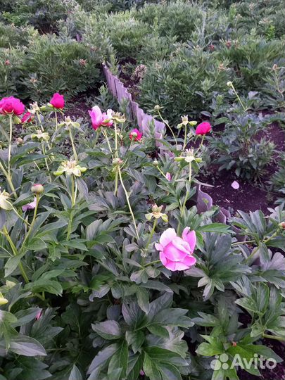 Цветы пионы