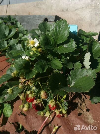 Клубника ремонтантная