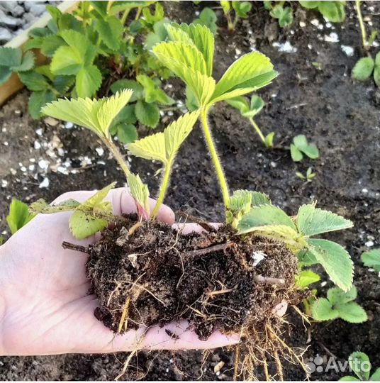 Рассада клубники усы