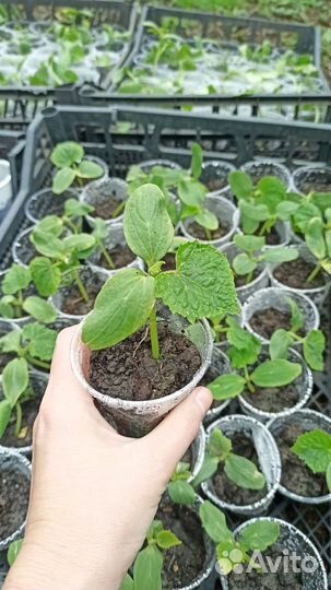 Рассада огурцов