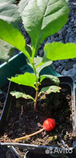 Саженцы боярышника для ягод