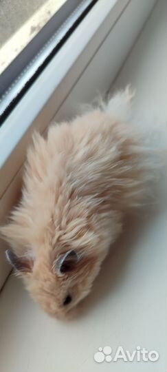 Хомяк сирийский с клеткой