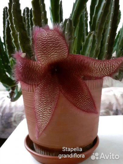 Стапелия, гуэрния, орбея и другие