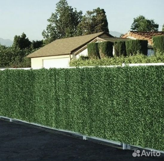 Зеленый забор (калифорнийская изгородь)
