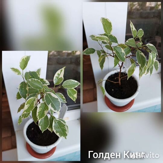 Сортовые фикусы