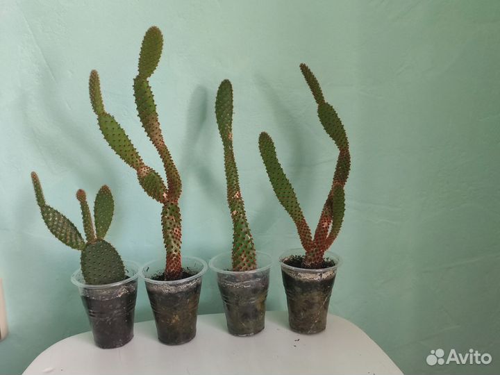 Кактус опунция