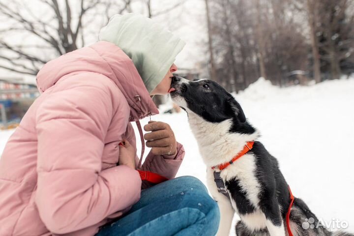 Собака в добрые руки