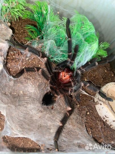 Паук-птицеед Phormictopus sp. 