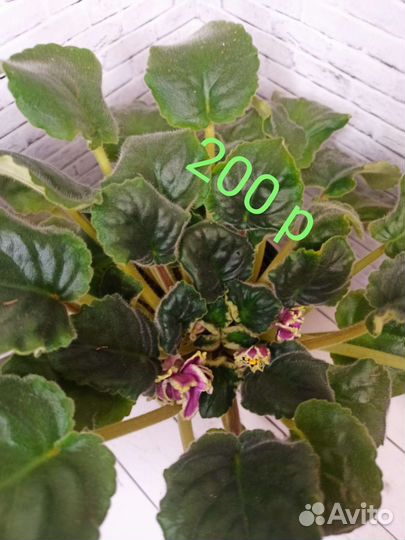 Ле шато барион фиалка