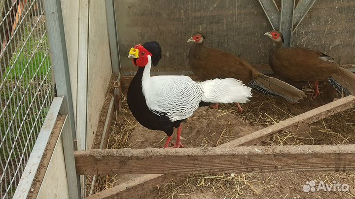 Фазан серебряный, фазан охотничий