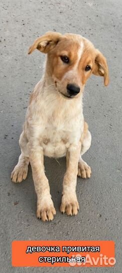 Щенок ласковый 2 мес