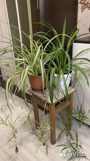 Хлорофитум