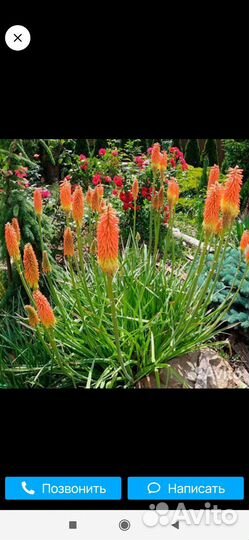 Цветы для сада