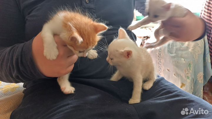 Котята в добрые руки даром бесплатно