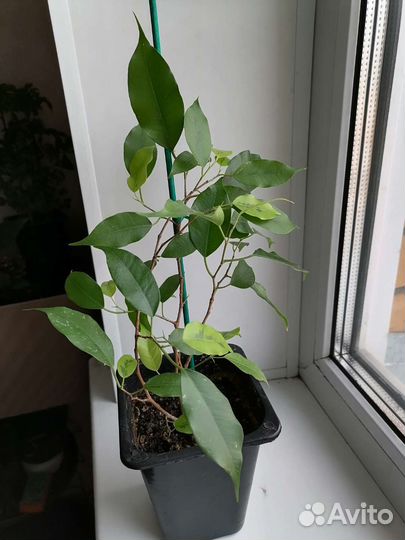 Фикус Бенджамина Даниэль