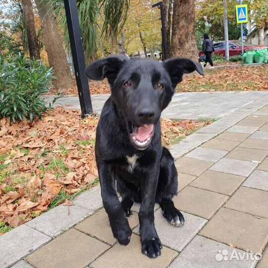 Собаки щенки собака пёс щенок