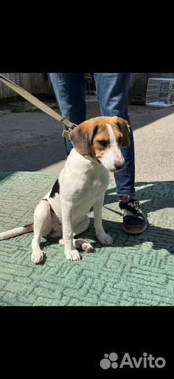 Собачка, которая улыбается, ищет лучший дом