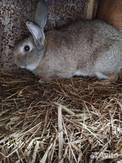 Кролики мясных пород