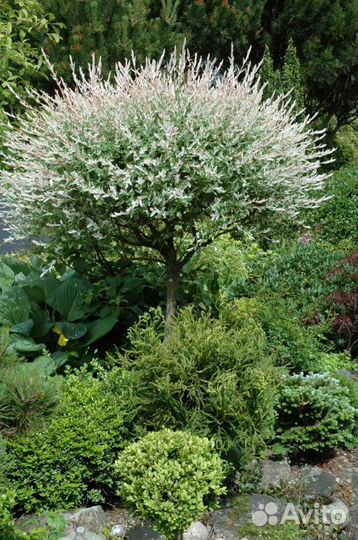 Ива Хакуро Нишики корнесобственная зкс почта /сдек