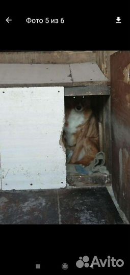 Собака ищет дом