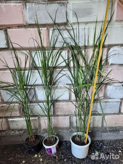 Мискантус зебрина