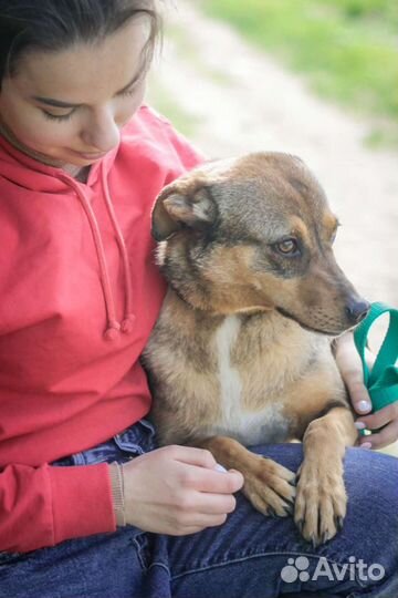 Маленькая ласковая собачка Ирма