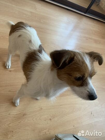 Отдам в добрые руки