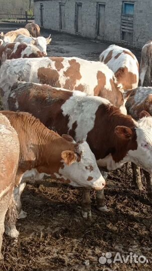 Нетель породы симентал