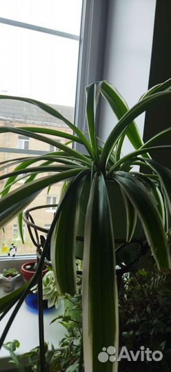 Хлорофитум