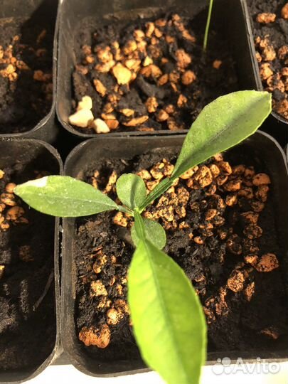 Апельсин красный